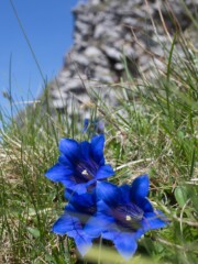 This picture was taken on Alvier St. Gallen Switzerland This picture was taken on Alvier St. Gallen Switzerland