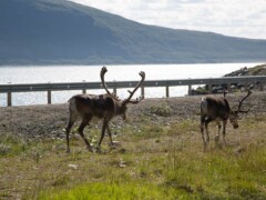 Reindeer Magerøya Finnmark Norway Reindeer Magerøya Finnmark Norway