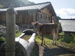 Young cow in Prättigau was drinking from the well of the village. Graubünden Switzerland Young cow in Prättigau was drinking from the well of the village. Graubünden Switzerland