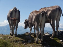 Cows looking from Drei Bündenstein to Calanda in Graubünden. Cows looking from Drei Bündenstein to Calanda in Graubünden.
