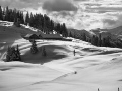 This picture was taken on Alp Sura in Graubünden Switzerland This picture was taken on Alp Sura in Graubünden Switzerland