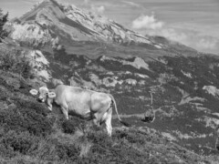 this picture was taken on Dreibündenstein. View to Calanda in Graubünden Switzerland. In winter it is a ski area. Original this picture was taken analog on Agfa APX 100 BW film. this picture was taken on Dreibündenstein. View to Calanda in Graubünden Switzerland. In winter it is a ski area. Original this picture was taken analog on Agfa APX 100 BW film.