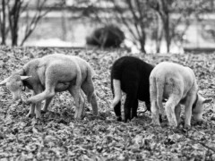 Little lambs in december. Little lambs in december.